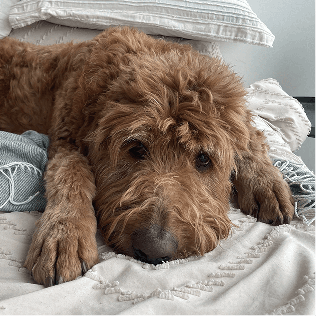 Pablo the Goldendoodle
